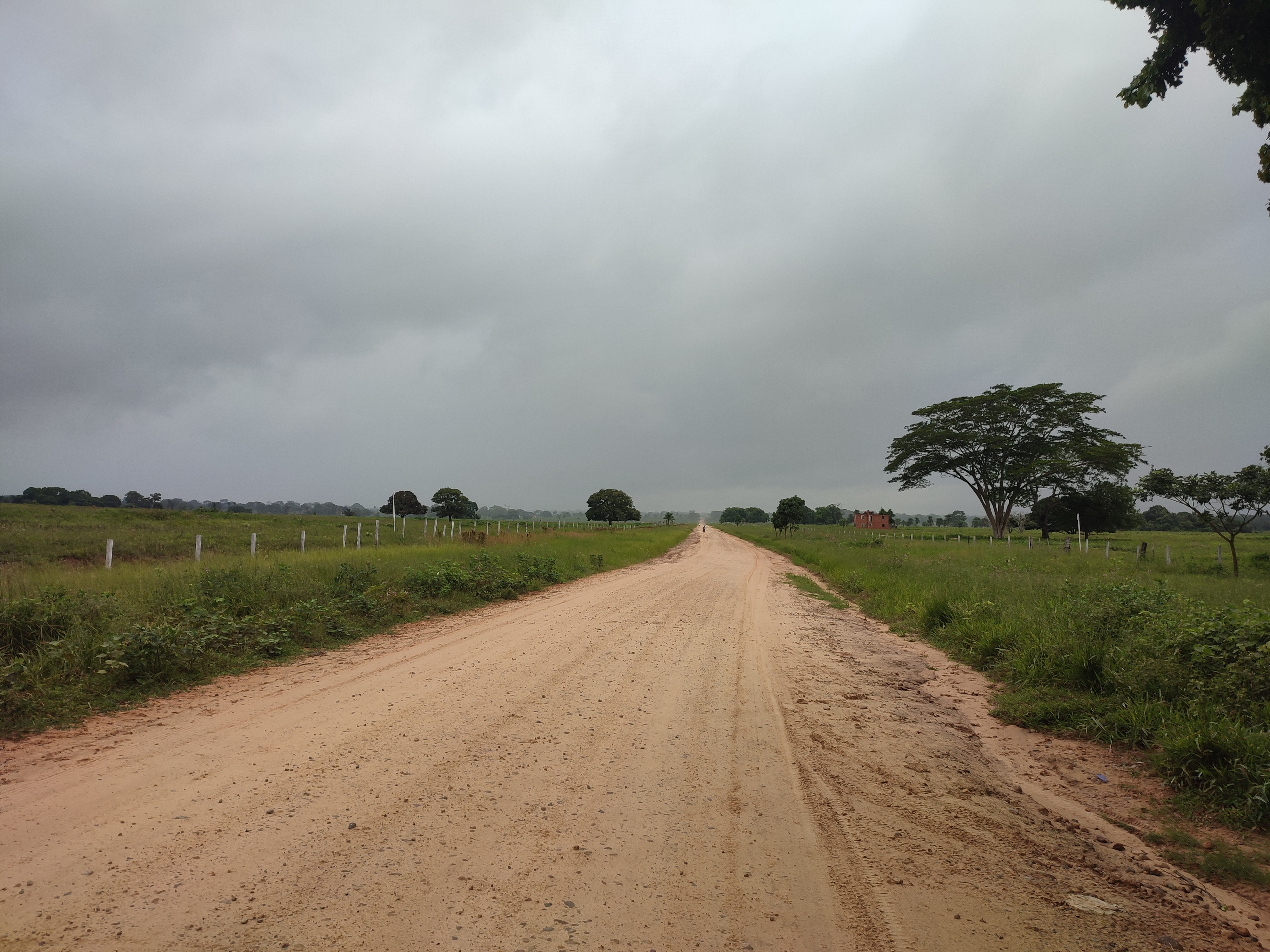 Vista del bosque en la Reserva Forestal El Choré
